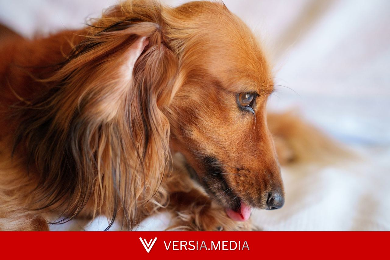 Dermatite por lambedura em cães: o que é, quais os sintomas e os tratamentos