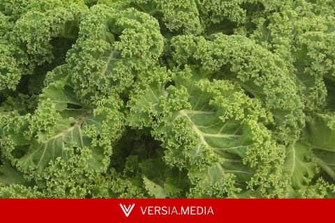 Couve kale: o que é e quais os benefícios da versão frisada da planta
