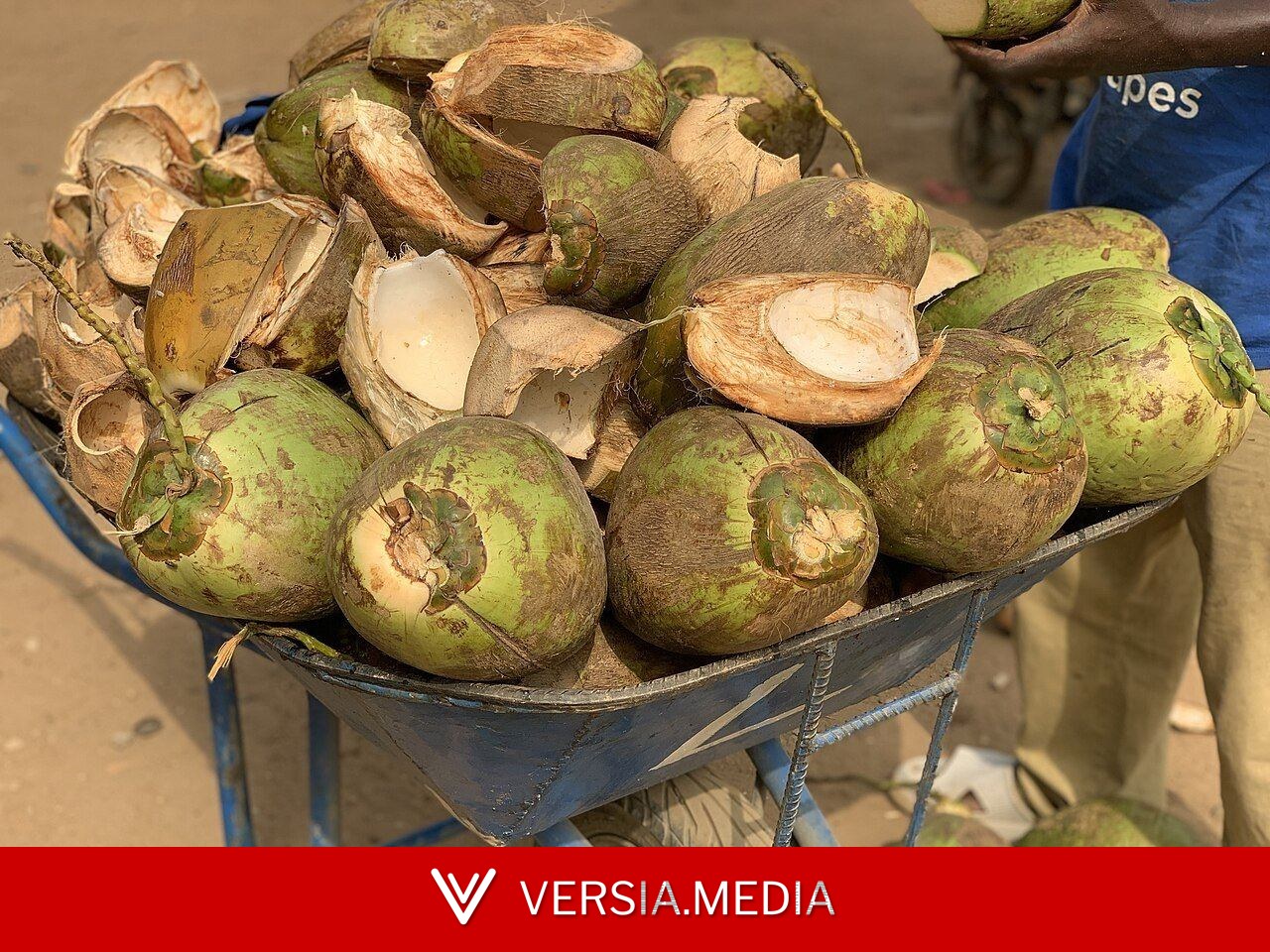 Chá de entrecasca de coco tem benefícios? Veja o que a ciência sabe sobre ele