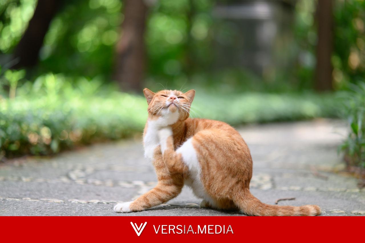 Piolho de gato: o que é e como tratar a infestação que afeta felinos